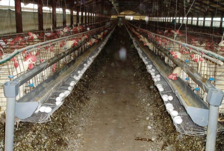 EU zabranila prodaju kokošjih jaja iz kaveza
