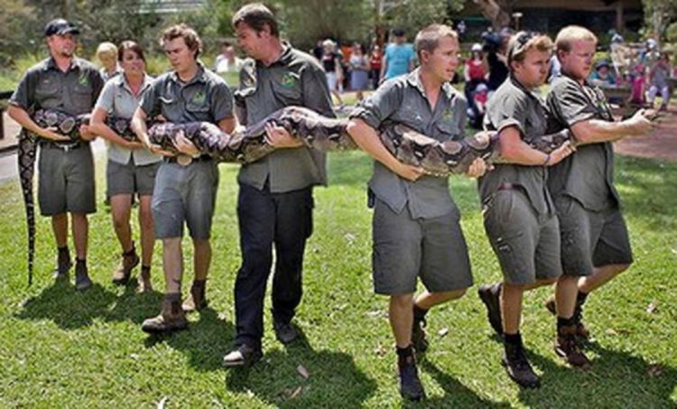 Debeli piton iz australijskog zoološkog vrta mora na dijetu