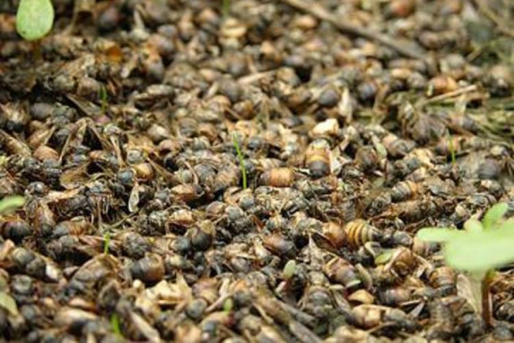 Za pomor pčela krive parazitske mušice