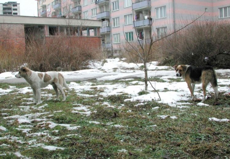 Za deset dana psi 22 puta napali ljude