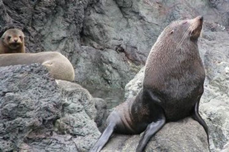 Na australijskoj plaži pronađene 53 uginule foke