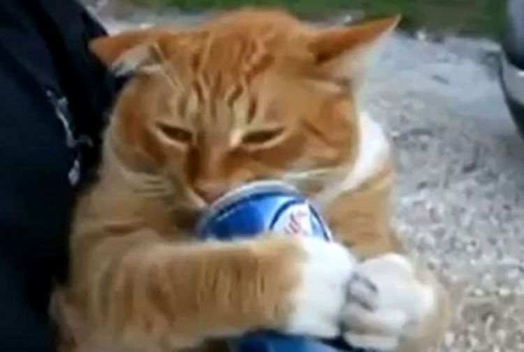 Pogledajte mačku koja pije pivo (VIDEO)