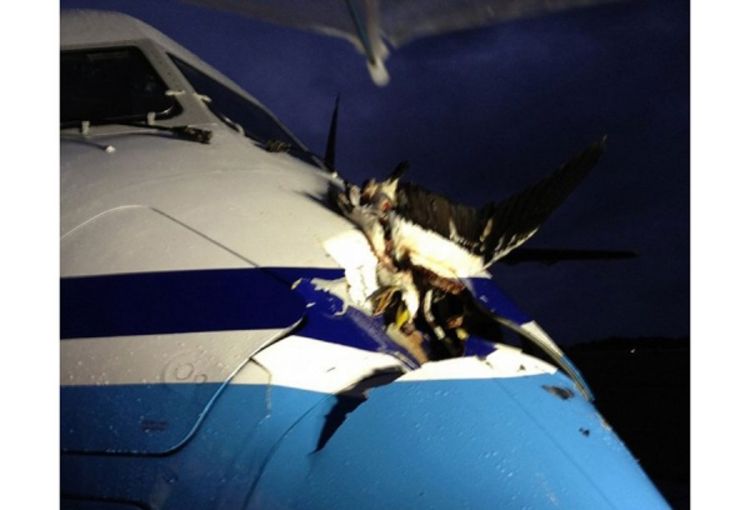 Ptica probušila avion