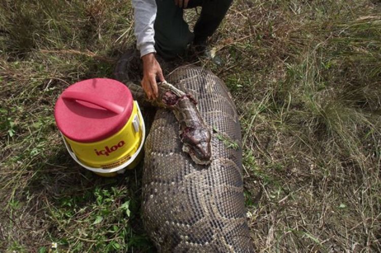 Pitoni se goste u močvarama Floride (Foto)
