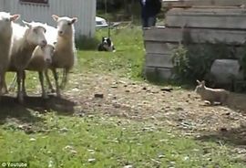 Zec ovčar sa sjevera Švedske (Video)