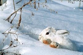 Visok snijeg ugrožava sitnu divljač