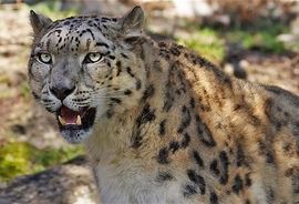 Djevojčica nova žrtva leoparda-ljudoždera