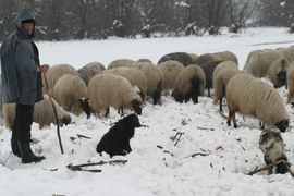 Poljoprivrednici širom BiH ostali bez stočne hrane