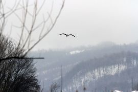 Ne ubijati kormorane
