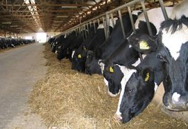 Farmland iz Nove Topole isplatio radncima dvije plate
