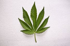 Marihuana uništava radne navike?