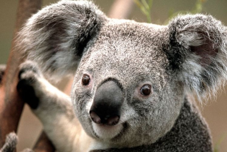 Australija, zemlja koala i kengura uskoro i slonova