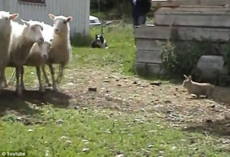 Zec ovčar sa sjevera Švedske (Video)