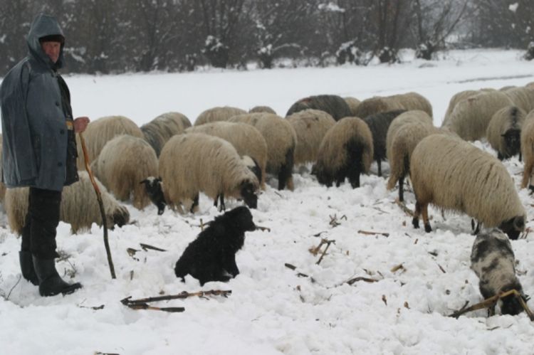 Poljoprivrednici širom BiH ostali bez stočne hrane