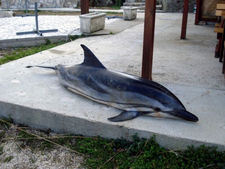Na plaži kod Tivta pronađen uginuli delfin