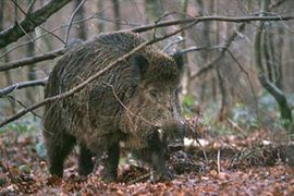 Bespravno odstrijelio divlju svinju