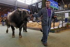 Neutješne krave: Uginuo superrasplodni bik Džoko