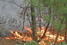 Ugašen požar u blizini škole, izgorjela četiri hektara borove šume