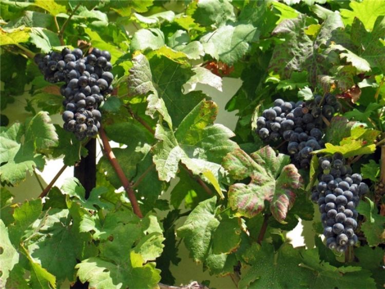 Najstarija vinova loza na svijetu raste u Mariboru