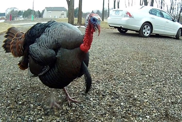 Amerikanku progoni ćuran Godzila