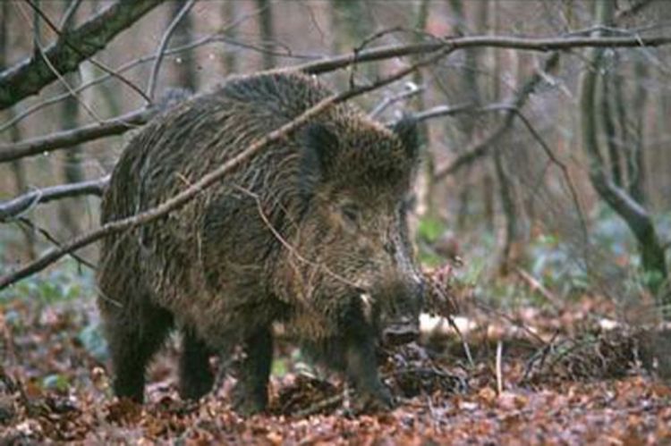 Bespravno odstrijelio divlju svinju