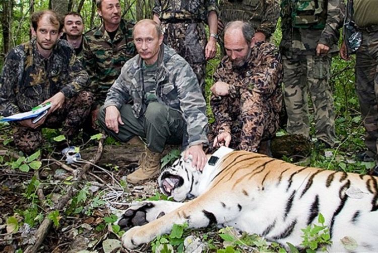 Putin uspavao tigricu iz zoo vrta, a ne iz divljine?