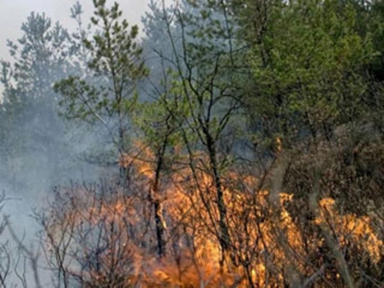 Starica pronađena mrtva na livadi, vjerovatno poginula u požaru