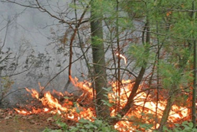 Ugašen požar u blizini škole, izgorjela četiri hektara borove šume