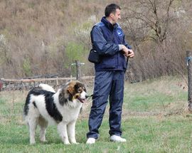 Izložba u Banjaluci: Najljepši pas Griva iz Glamoča (FOTO)