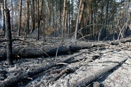 Požarom zahvaćeno 500 hektara šume