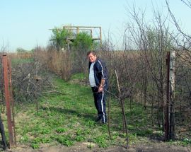 Posjekli mu šljivik star 30 godina