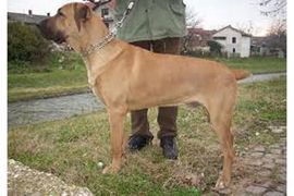 Pas izujedao devetogodišnjaka
