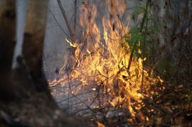 Vatra zahvatila 900 hektara šume