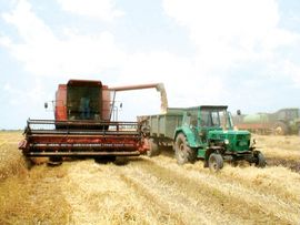 Žitarice na 2.120 hektara