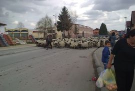 Slika (i prilika) grada: Čoban tjera ovčice