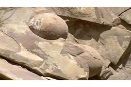 U Čečeniji otkriveno 40 jaja dinosaurusa?