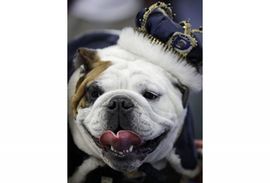 Tajson najljepši buldog