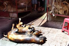 Morbidno: Peku ciglu leševima životinja
