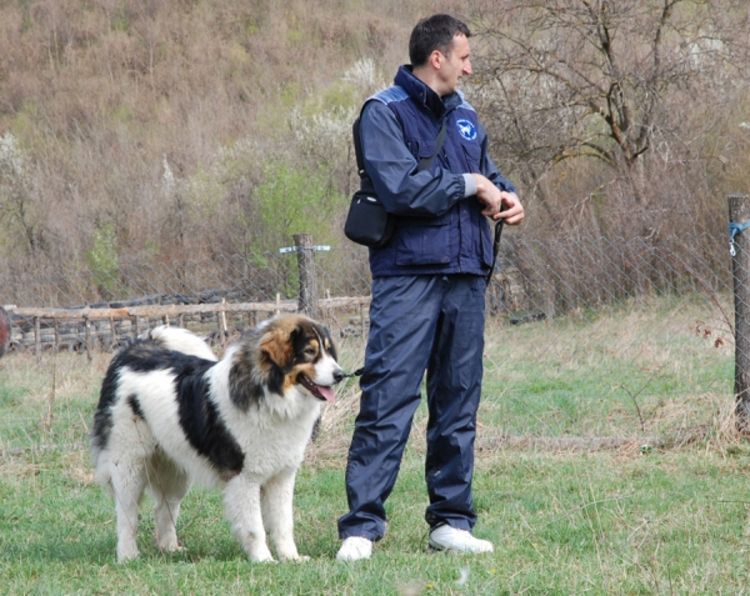 Izložba u Banjaluci: Najljepši pas Griva iz Glamoča (FOTO)