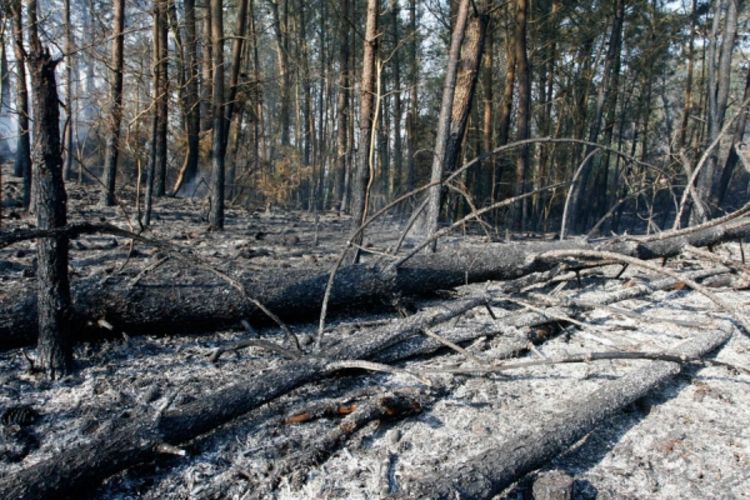 Požarom zahvaćeno 500 hektara šume