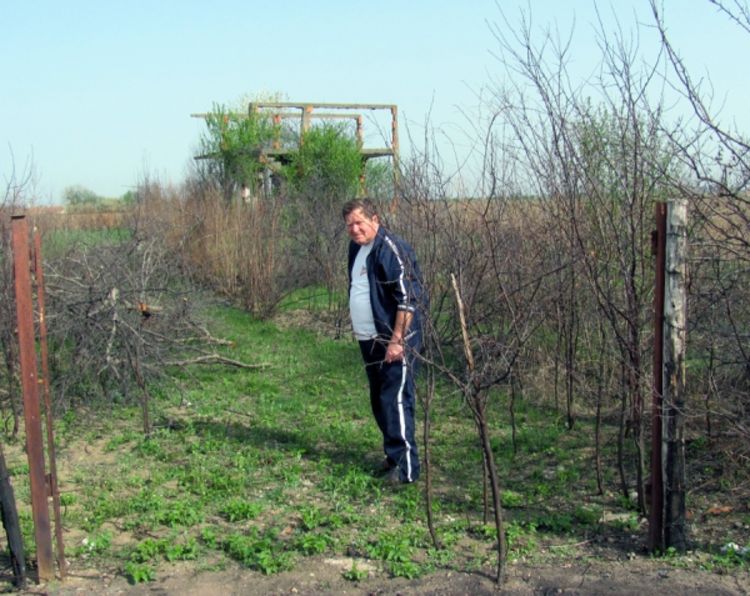 Posjekli mu šljivik star 30 godina