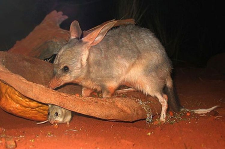 U Australiji odzvonilo uskršnjem zeki