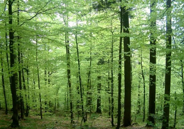 Pokrali šumu oko Sokoca