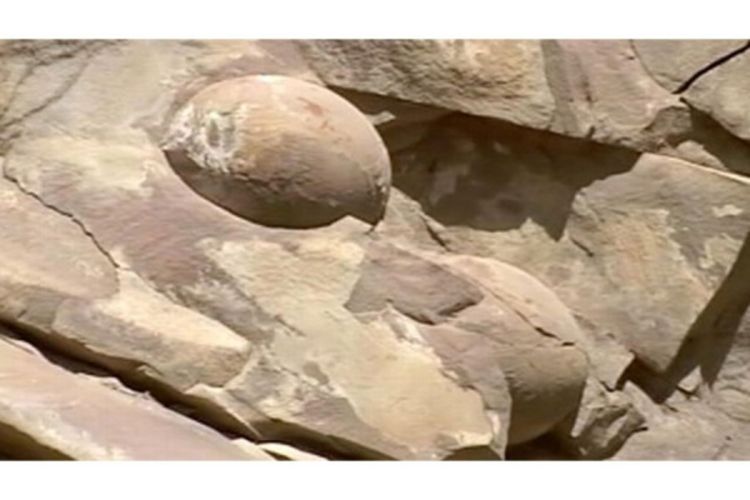 U Čečeniji otkriveno 40 jaja dinosaurusa?