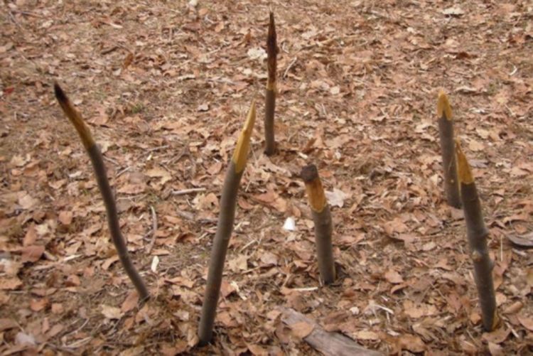 Postavljali smrtonosne zamke na planinarskom putu