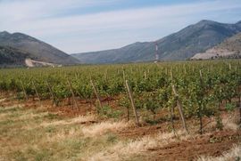 Agrokop izdat pod zakup
