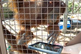 Orangutani koriste ajpedove za komunikaciju