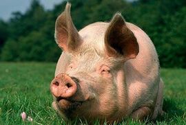 Nerast od 500 kilograma atrakcija poljoprivrednog sajma
