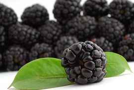 Beladona iz Slatine postaje dio austrijske kompanije