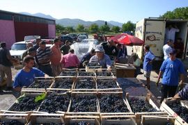 Agrokop, ipak, u neobranom grožđu